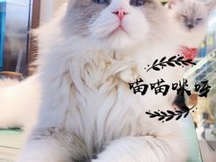 -喵喵咪呀布偶猫咖(春熙路店)