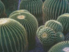 -北京植物园-展览温室