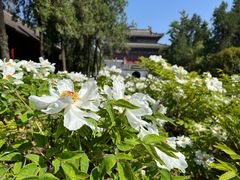 -洛阳白马寺