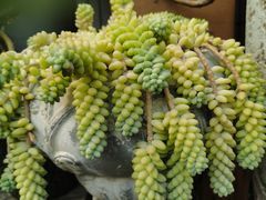 -桂林市花鸟市场