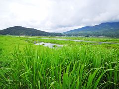 景点-腾冲北海湿地