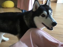 -Husky Go! 哈士奇体验馆·宠物咖啡厅狗咖