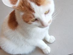 -平行世界·猫咖(首经贸店)