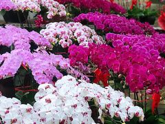 -秦美花卉(天朗·莱茵小城2期店)