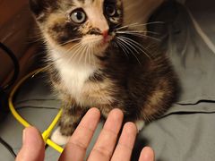 -瑞派天使宠物医院·神经外科·骨科·核磁(洛川中路店)