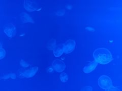 -福州罗源湾海洋世界旅游区