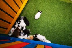 -萌宠亲子动物乐园(槐房万达店)