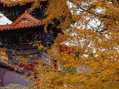 -遵化市禅林寺古银杏风景园