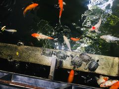 -优之名鹅城