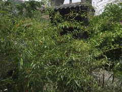 -老张烤羊(王哥庄店)