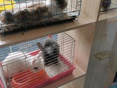 -科晓兔外教英文·数学思维·乐高编程·科学实验(怡山校区)