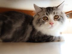 -飞行喵MR PILOT|猫舍·猫咖(静安大融城店)