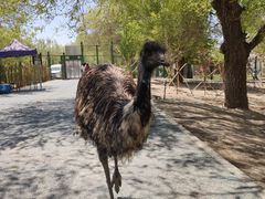 -新疆天山野生动物园