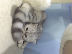 iphone_upload_pic-喵的天空名猫咖啡馆·撸猫·猫舍·用品