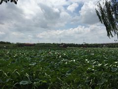 -荷塘月色湿地公园·向阳花洲