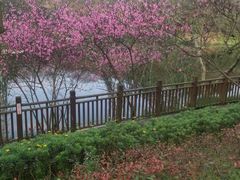 -重庆彩云湖湿地公园