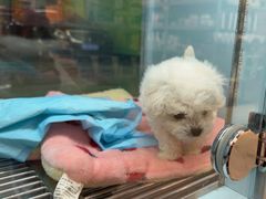 -FAELING PETS美天灵宠物(合生汇店)