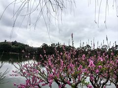 -西湖公园(鼓楼区)