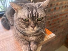 -豆逗聊愈猫阁Easy Life