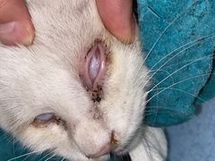 -萌兽医馆·犬猫专科·眼科中心·宠物医院(朝阳门分院)