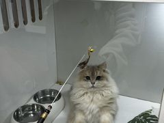 -青奢宠物·青奢猫舍