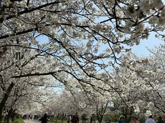 -天王浮山樱花园