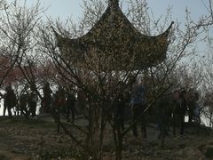 -香雪海