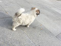-罗布林卡