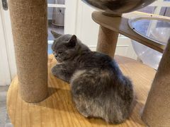-楼上猫咖(罗湖店)