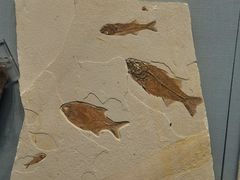 -湖南省地质博物馆