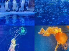 -海合安成都极地海洋公园