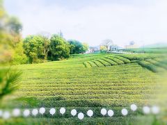 -龙坞茶村