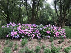 -西湖风景区-江洋畈生态公园