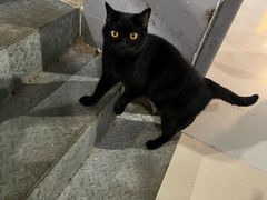 -豆逗聊愈猫阁Easy Life