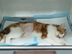 -东莞宠友24H宠物中心医院·转诊夜诊·异宠(新河北路院)