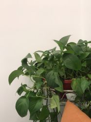 点击看大图 -苗医生0感科技祛痘