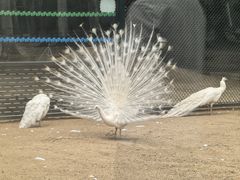 -秦皇岛野生动物园
