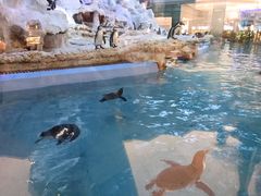 -帝企鹅自助餐厅•儿童岛•真企鹅(长隆企鹅酒店)