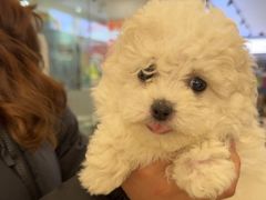 -翊宠yipet猫狗购宠庄园犬舍•猫舍