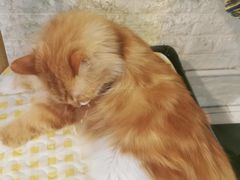 -平行世界·猫咖(首经贸店)