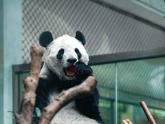 -成都动物园