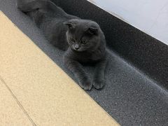-伟伟宠物医院·瑞派猫友好医院·猫科(光谷店)