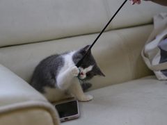 -lincat·猫舍(广州店)
