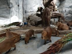 -Zoolung Zoolung动物主题公园(海信广场店)