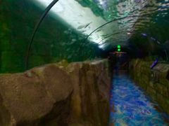 -悉尼海洋生物水族馆