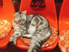 -猫咪博物馆(顶澳仔猫街店)