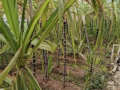 -万源龙顺度假庄园生态观光园