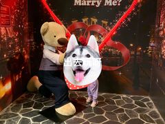 -济州岛泰迪熊博物馆