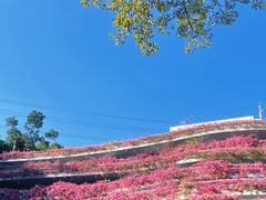 -深圳仙湖植物园