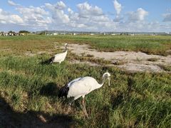 -盐城丹顶鹤湿地生态旅游区